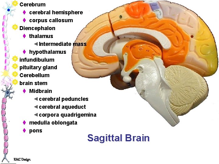 ] Cerebrum t cerebral hemisphere t corpus callosum ] Diencephalon t thalamus ◄Intermediate mass