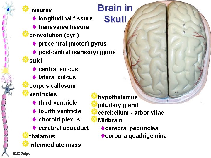 ]fissures Brain in Skull t longitudinal fissure t transverse fissure ]convolution (gyri) t precentral