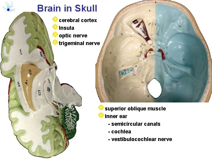 Brain in Skull ]cerebral cortex ]Insula ]optic nerve ]trigeminal nerve ]superior oblique muscle ]Inner