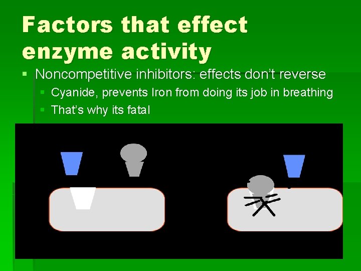 Factors that effect enzyme activity § Noncompetitive inhibitors: effects don’t reverse § Cyanide, prevents