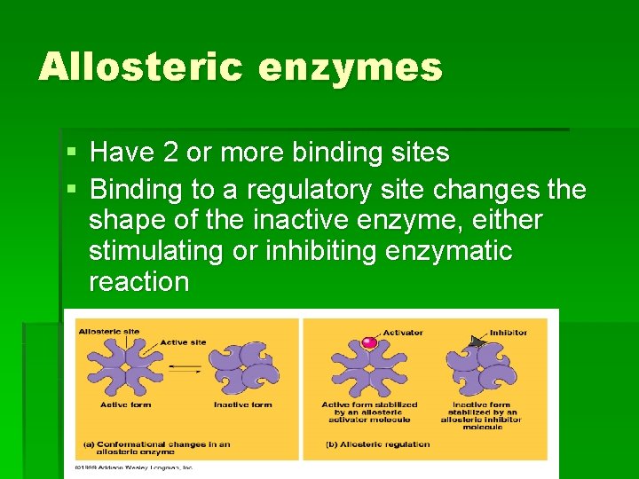 Allosteric enzymes § Have 2 or more binding sites § Binding to a regulatory