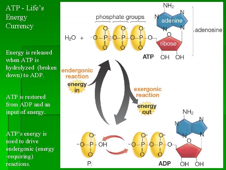 ATP - Life’s Energy Currency Energy is released when ATP is hydrolyzed (broken down)