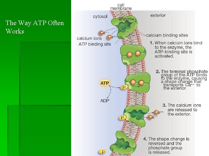 The Way ATP Often Works 