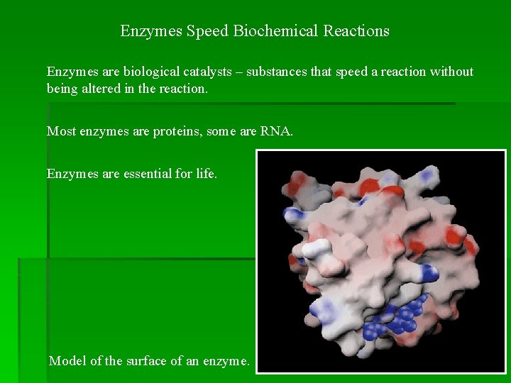 Enzymes Speed Biochemical Reactions Enzymes are biological catalysts – substances that speed a reaction