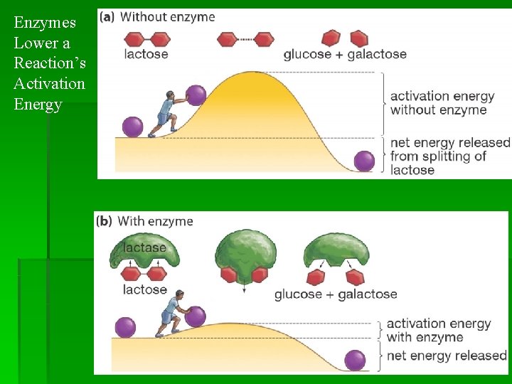 Enzymes Lower a Reaction’s Activation Energy 