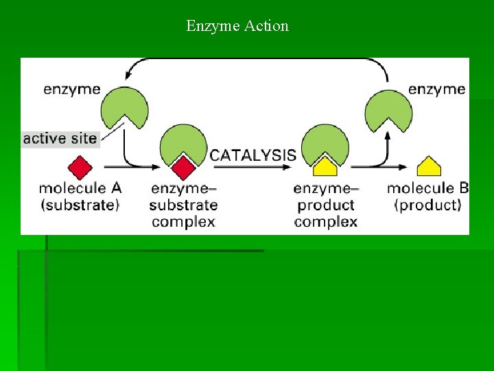 Enzyme Action 
