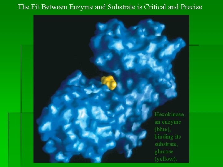 The Fit Between Enzyme and Substrate is Critical and Precise Hexokinase, an enzyme (blue),