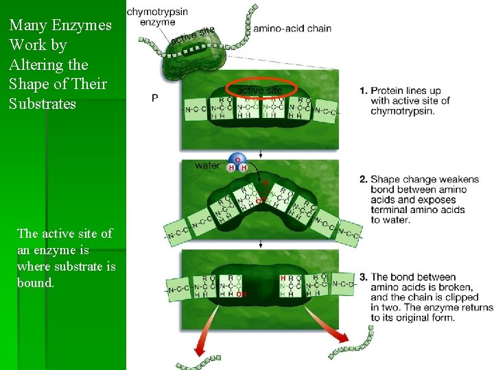 Many Enzymes Work by Altering the Shape of Their Substrates The active site of