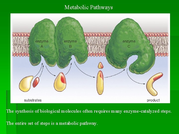 Metabolic Pathways The synthesis of biological molecules often requires many enzyme-catalyzed steps. The entire