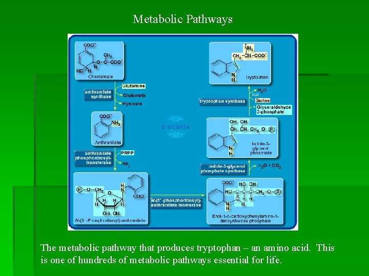 Metabolic Pathways The metabolic pathway that produces tryptophan – an amino acid. This is