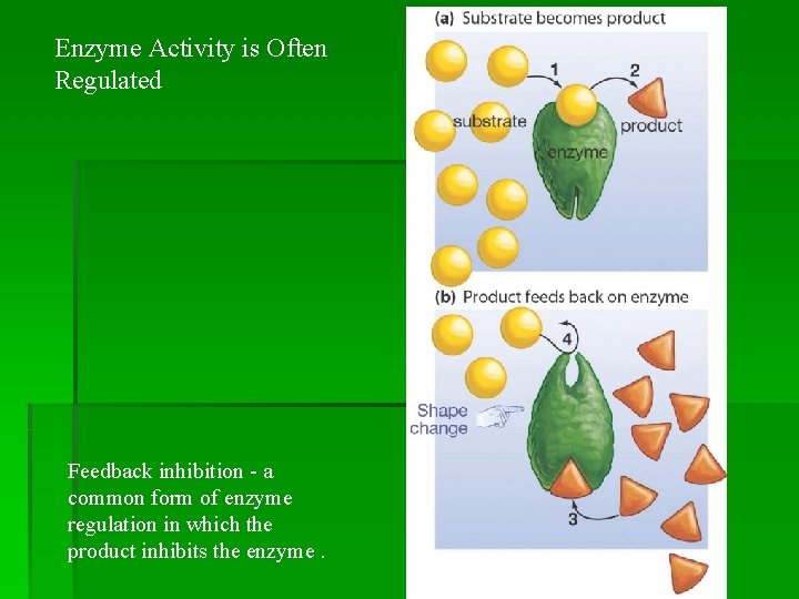 Enzyme Activity is Often Regulated Feedback inhibition - a common form of enzyme regulation