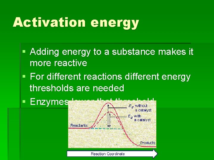 Activation energy § Adding energy to a substance makes it more reactive § For