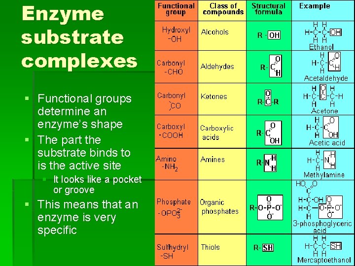 Enzyme substrate complexes § Functional groups determine an enzyme’s shape § The part the