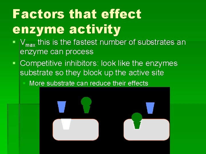 Factors that effect enzyme activity § Vmax this is the fastest number of substrates