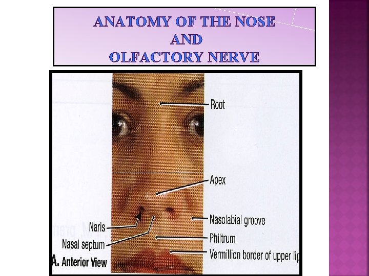 ANATOMY OF THE NOSE AND OLFACTORY NERVE 1 