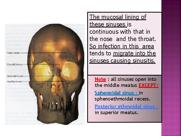 The mucosal lining of these sinuses is continuous with that in the nose and