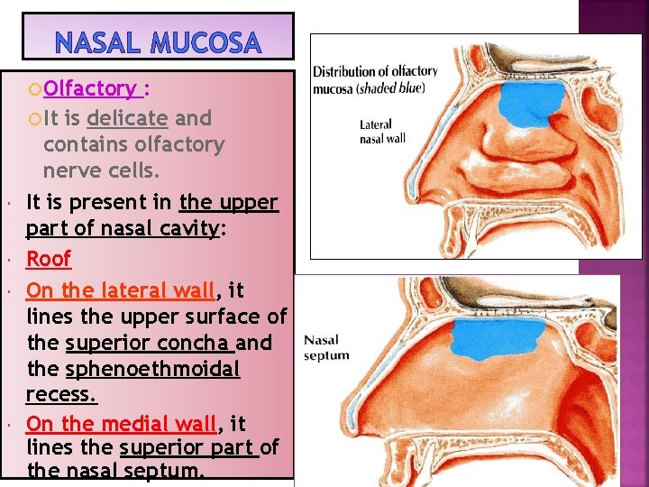 NASAL MUCOSA Olfactory : It is delicate and contains olfactory nerve cells. It is