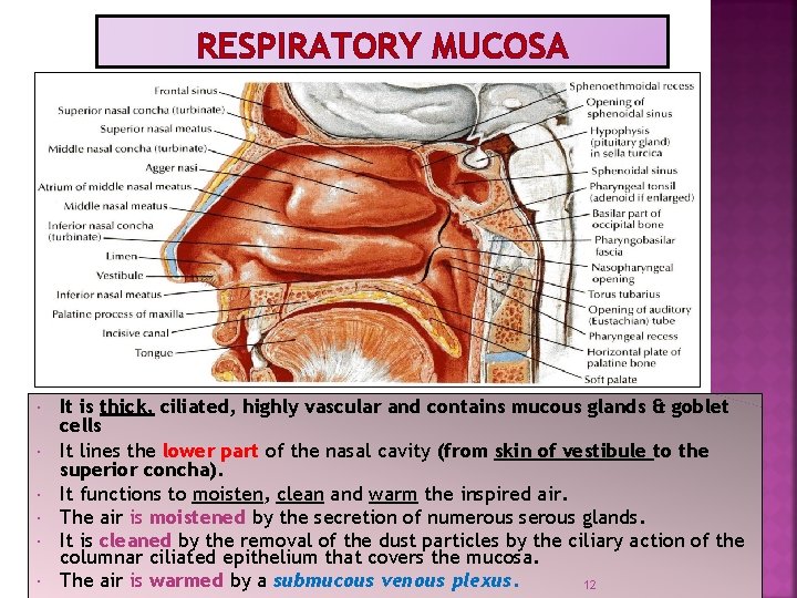 RESPIRATORY MUCOSA It is thick, ciliated, highly vascular and contains mucous glands & goblet