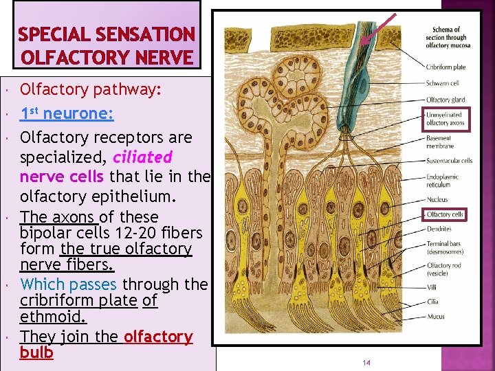 SPECIAL SENSATION OLFACTORY NERVE Olfactory pathway: 1 st neurone: Olfactory receptors are specialized, ciliated