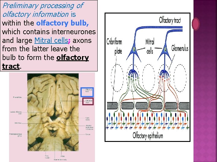 Preliminary processing of olfactory information is within the olfactory bulb, which contains interneurones and