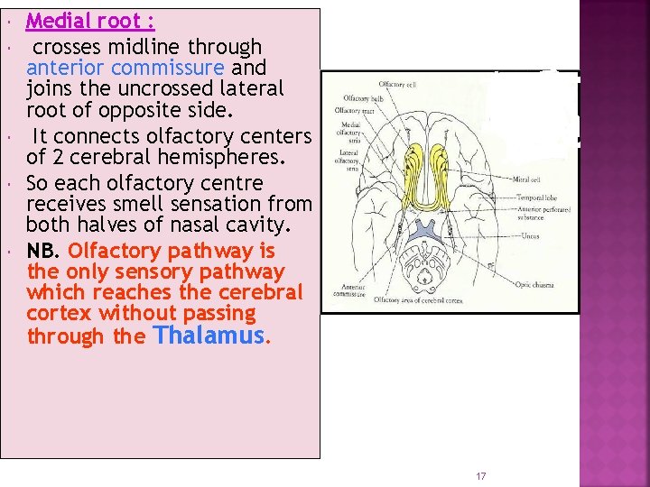  Medial root : crosses midline through anterior commissure and joins the uncrossed lateral
