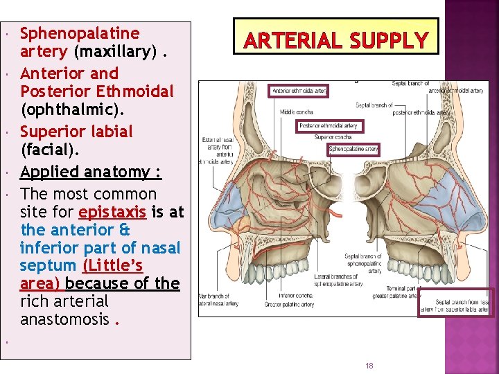  Sphenopalatine artery (maxillary). Anterior and Posterior Ethmoidal (ophthalmic). Superior labial (facial). Applied anatomy