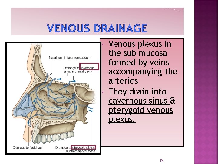 VENOUS DRAINAGE Venous plexus in the sub mucosa formed by veins accompanying the arteries