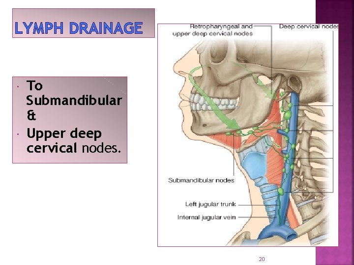 LYMPH DRAINAGE To Submandibular & Upper deep cervical nodes. 20 