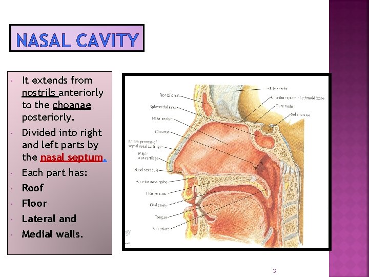 NASAL CAVITY It extends from nostrils anteriorly to the choanae posteriorly. Divided into right