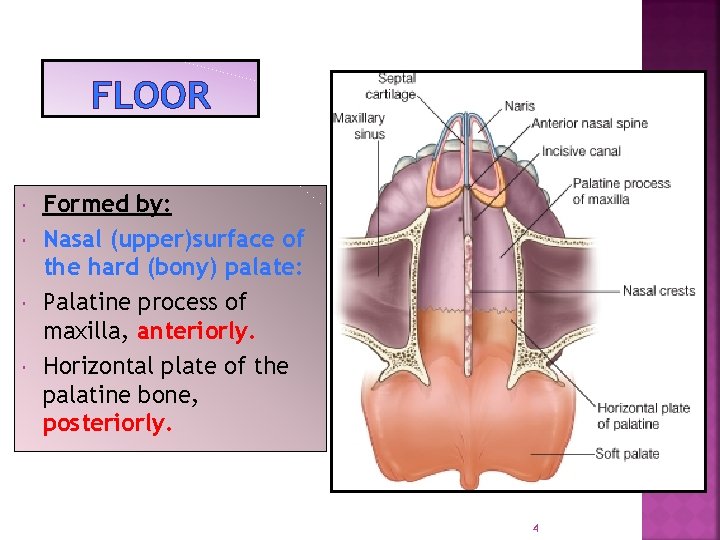 FLOOR Formed by: Nasal (upper)surface of the hard (bony) palate: Palatine process of maxilla,