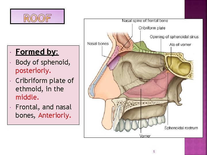  Formed by: Body of sphenoid, posteriorly. Cribriform plate of ethmoid, in the middle.