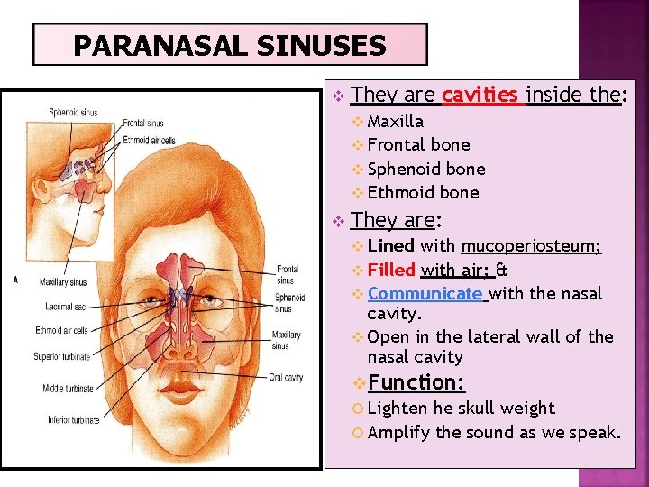 PARANASAL SINUSES v They are cavities inside the: v Maxilla v Frontal bone v