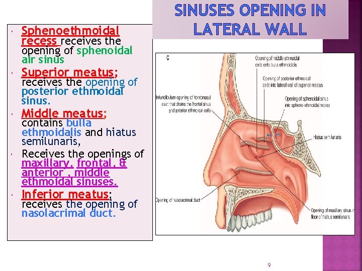  Sphenoethmoidal recess receives the SINUSES OPENING IN LATERAL WALL opening of sphenoidal air