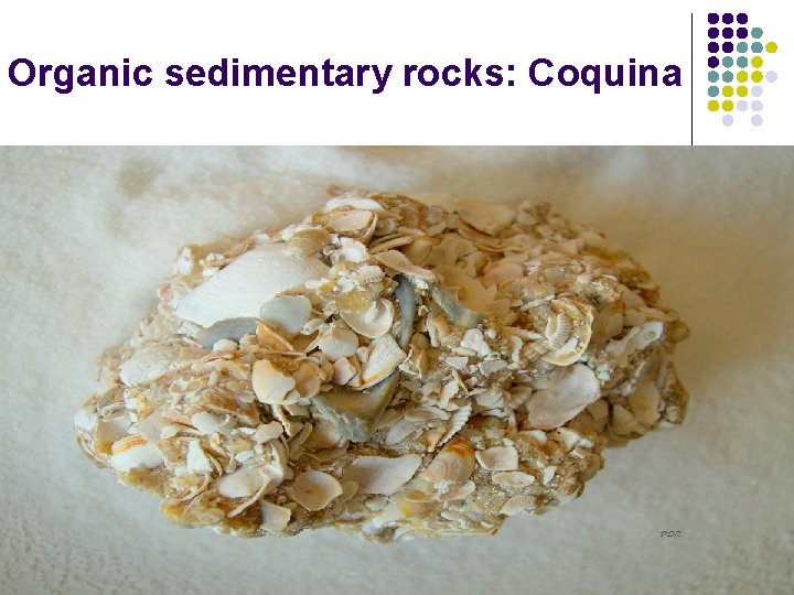 Organic sedimentary rocks: Coquina 