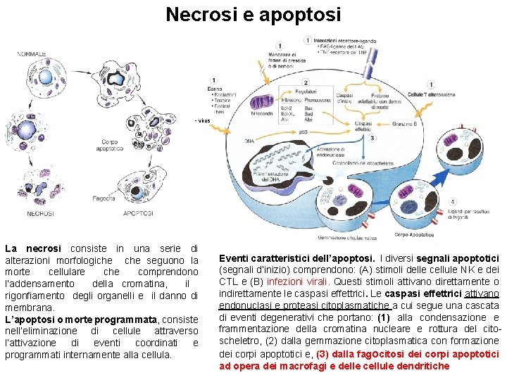 Necrosi e apoptosi • virus La necrosi consiste in una serie di alterazioni morfologiche