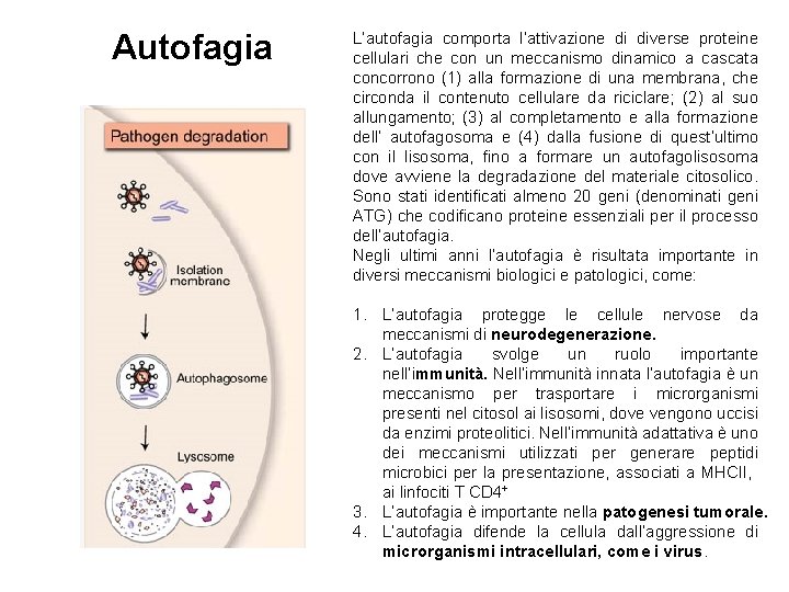 Autofagia L’autofagia comporta l’attivazione di diverse proteine cellulari che con un meccanismo dinamico a