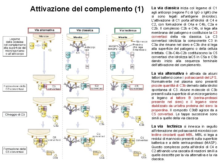 Attivazione del complemento (1) Microbo La via classica inizia col legame di C 1