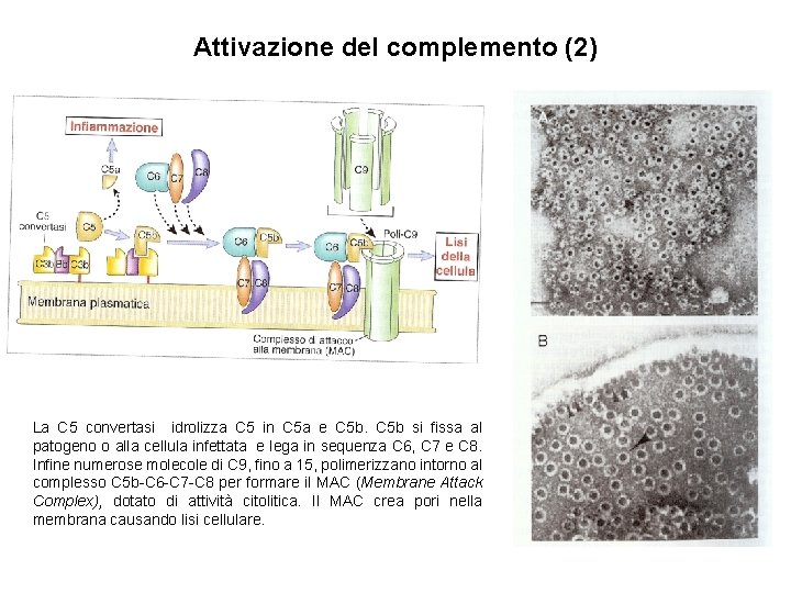 Attivazione del complemento (2) La C 5 convertasi idrolizza C 5 in C 5