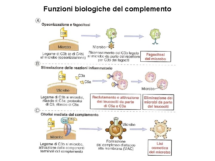 Funzioni biologiche del complemento 