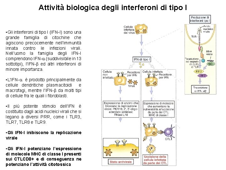 Attività biologica degli interferoni di tipo I • Gli interferoni di tipo I (IFN-I)