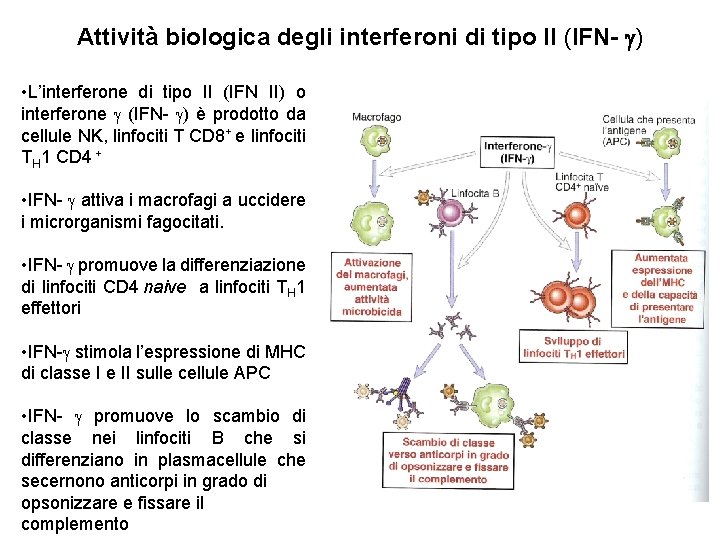 Attività biologica degli interferoni di tipo II (IFN- ) • L’interferone di tipo II