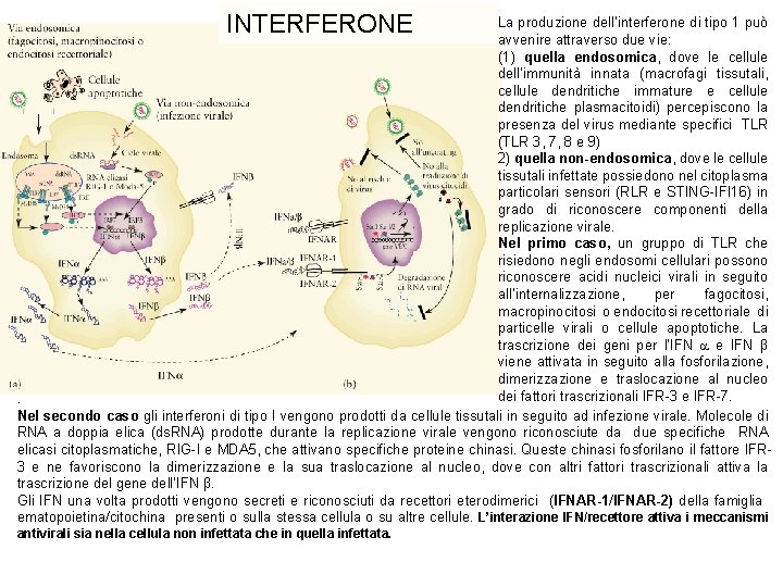 INTERFERONE La produzione dell’interferone di tipo 1 può avvenire attraverso due vie: (1) quella