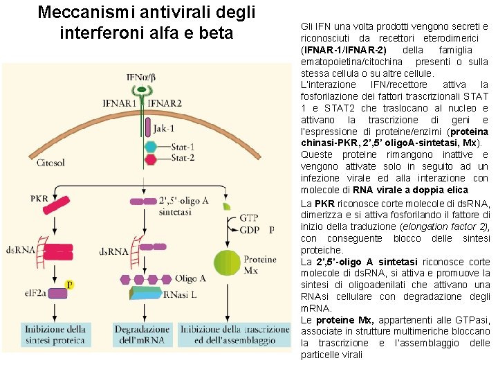 Meccanismi antivirali degli interferoni alfa e beta Gli IFN una volta prodotti vengono secreti