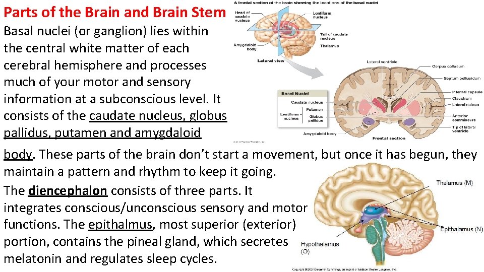 Parts of the Brain and Brain Stem Basal nuclei (or ganglion) lies within the