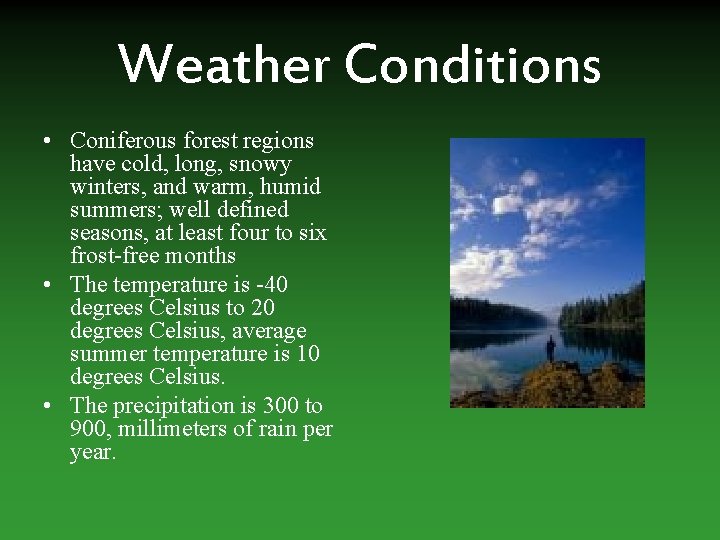 Weather Conditions • Coniferous forest regions have cold, long, snowy winters, and warm, humid