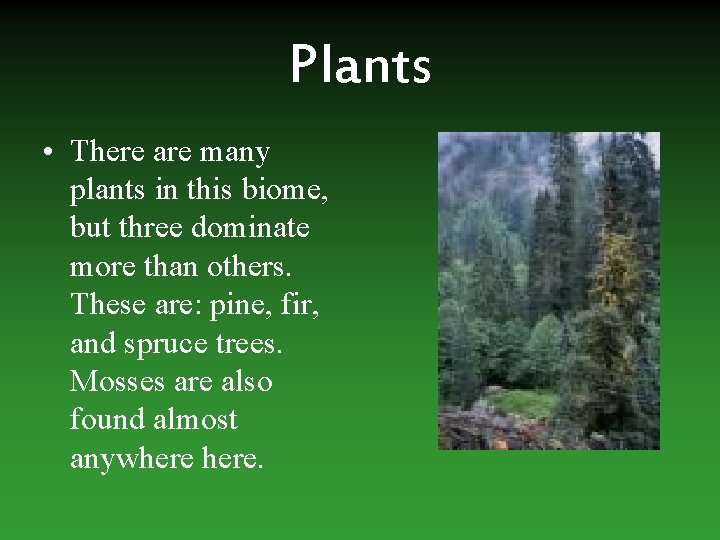 Plants • There are many plants in this biome, but three dominate more than