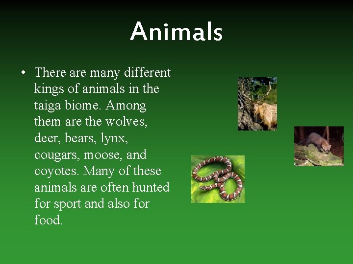 Animals • There are many different kings of animals in the taiga biome. Among