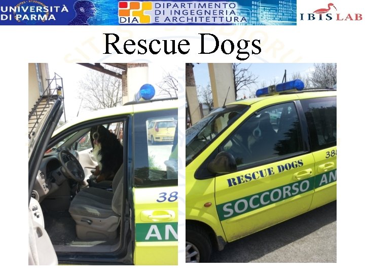 Rescue Dogs 