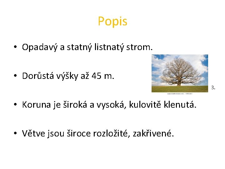 Popis • Opadavý a statný listnatý strom. • Dorůstá výšky až 45 m. 3.