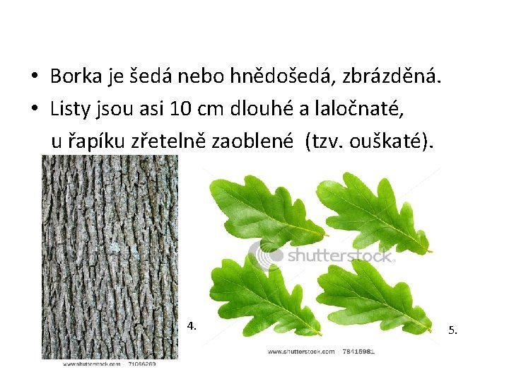  • Borka je šedá nebo hnědošedá, zbrázděná. • Listy jsou asi 10 cm